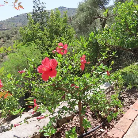 Panzió Flor Canillas de Albaida
